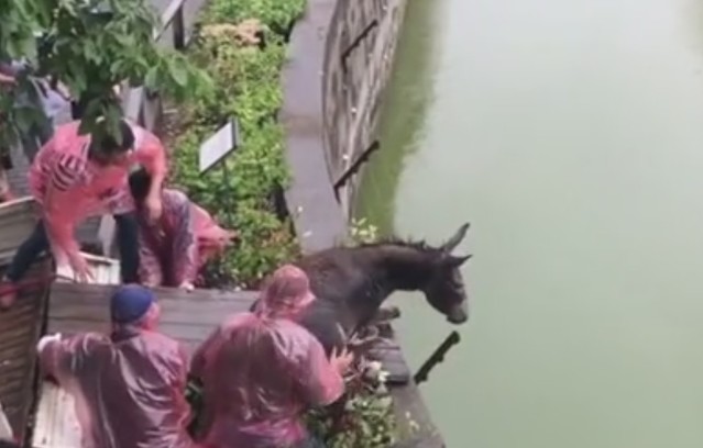 驢子被推入水池內