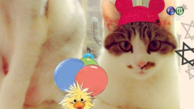 士官長聲稱，因為貓尿導致夫妻常吵架。翻攝自臉書。