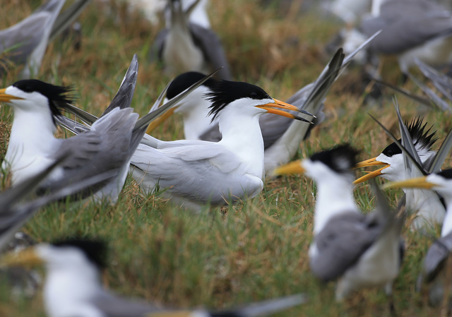 澎湖黑嘴端鳳頭燕鷗。(林務局提供，鄭謙遜攝)