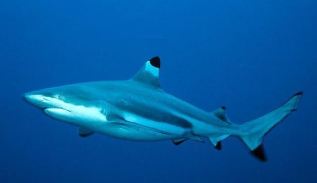 黑邊鰭真鯊 (圖片來源:翻攝網路)