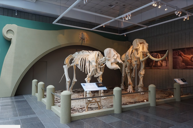 (台北市立動物園提供)