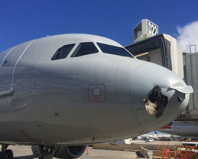 插在機頭的雀鳥(翻攝美國今日)