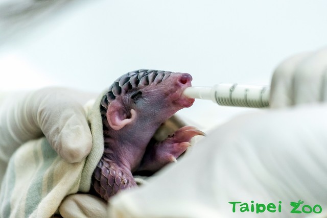 (台北市立動物園提供)