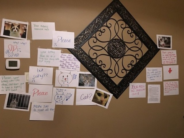 女孩裴頓親自貼滿整面牆(翻攝推特)