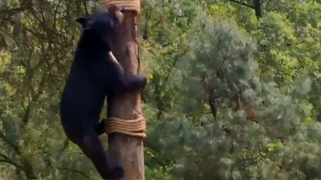 黑熊身高約130公分。(翻攝梨視頻)