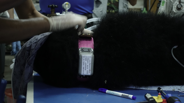 小熊頸上的衛星發報器(林務局提供)