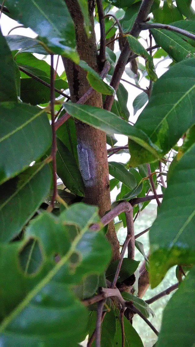 龍眼雞卵塊外觀（防檢局提供）