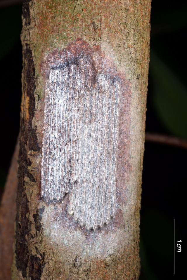 龍眼雞卵塊外觀（防檢局提供）