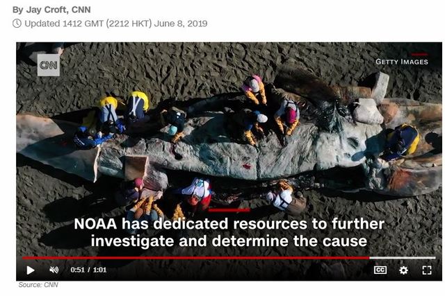 國家海洋暨大氣總署（NOAA）科學家在調查灰鯨屍體時，發現大部分灰鯨都有缺乏脂肪、消瘦、營養不良等情形（圖擷取自CNN）