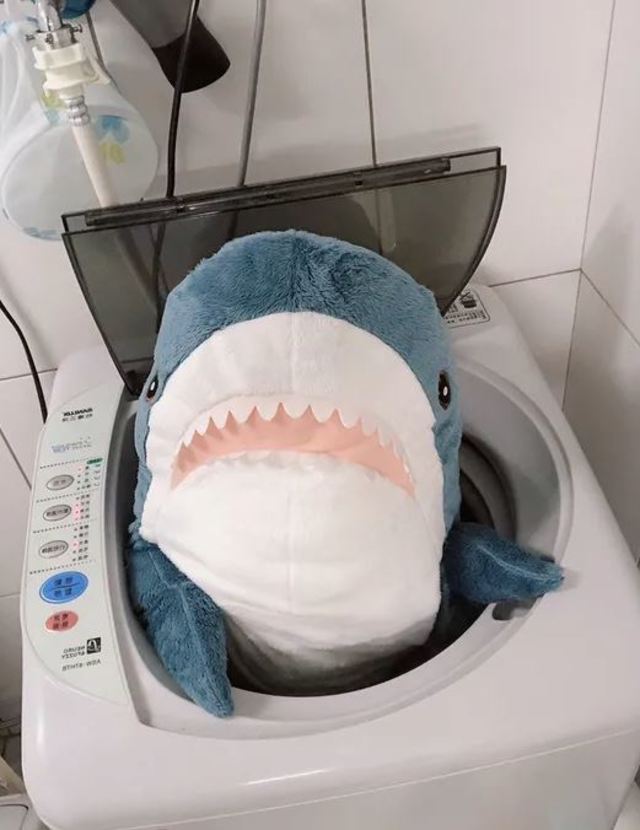 鯊魚被丟進洗衣機裡，表情相當逗趣。(翻攝DCARD)
