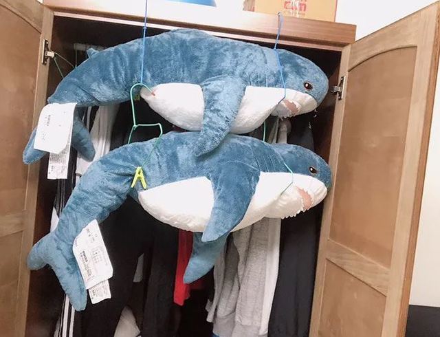 小鯊魚被洗完後，長出了啤酒肚。(翻攝DCARD)