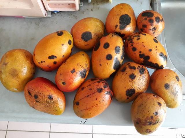 芒果表面若是長出黑點通常是感染炭疽病或黑斑病，這類細菌其實不會影響人體。