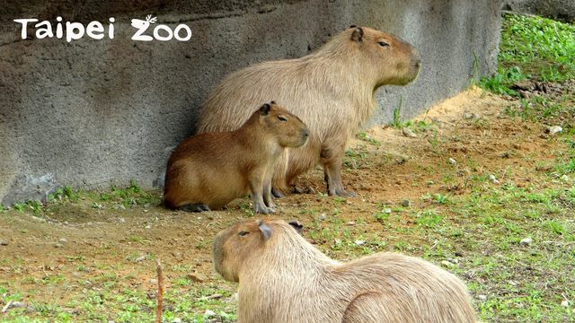 水豚(動物園提供)