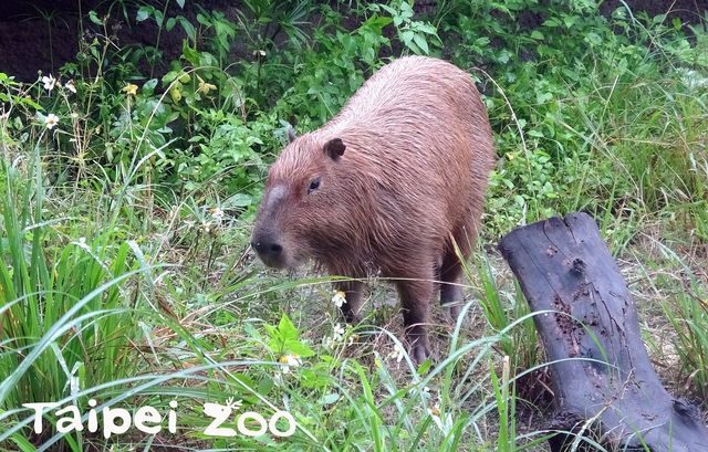 水豚(動物園提供)