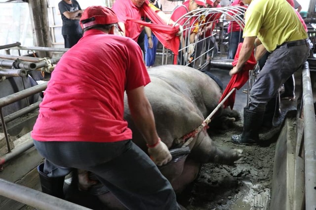 神豬阿義。(翻攝自臉書台灣動物社會研究會)