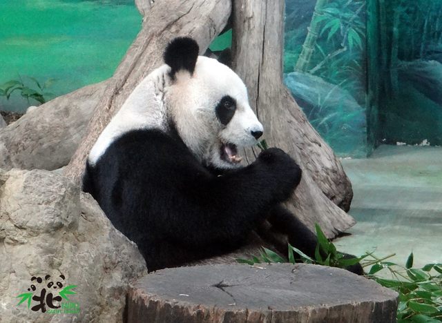 大貓熊「團團」、「圓圓」即將滿15歲。(台北市立動物園提供)