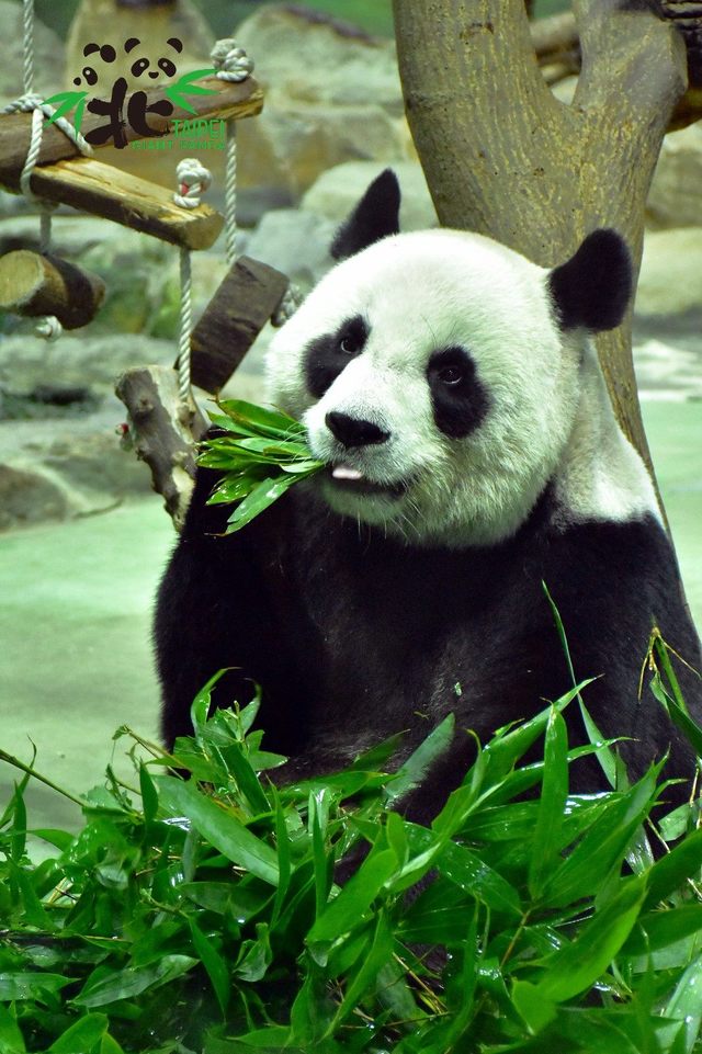 大貓熊「團團」、「圓圓」即將滿15歲。(台北市立動物園提供)