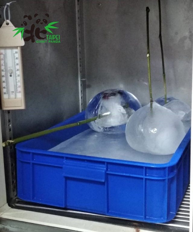 保育員將氣球結冰作為蛋糕的主要裝飾,主題是「球仔有成」,取了諧音希望她能夠「求」仔有成,再幫「圓仔」成功添弟妹。((台北市立動物園提供)