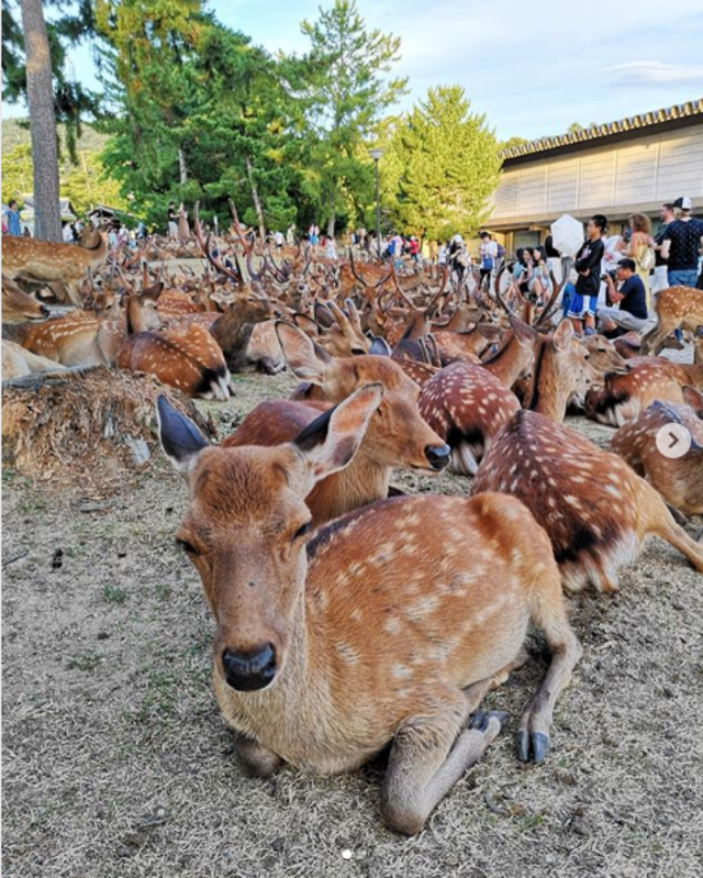 群聚起來的奈良鹿（翻攝推特@nara_visitor_center）