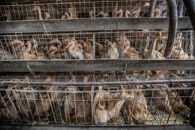 空間狹小造成鴨子身心狀態不佳。(翻攝自台灣動物社會研究會)