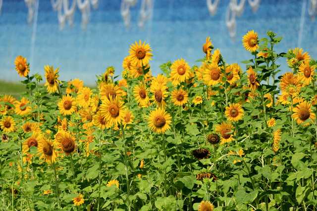 美堤河濱公園向日葵花海（北市水利處提供）