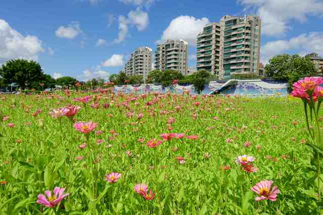 美堤河濱公園向日葵花海（北市水利處提供）