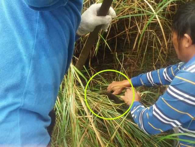 （林務局羅東林管處提供）