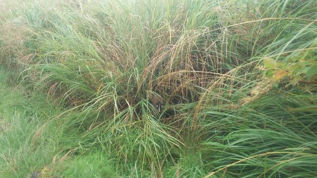 （林務局羅東林管處提供）