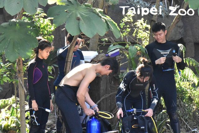保育員在與動物近距離接觸時，需要非常的專注。(動物園提供)