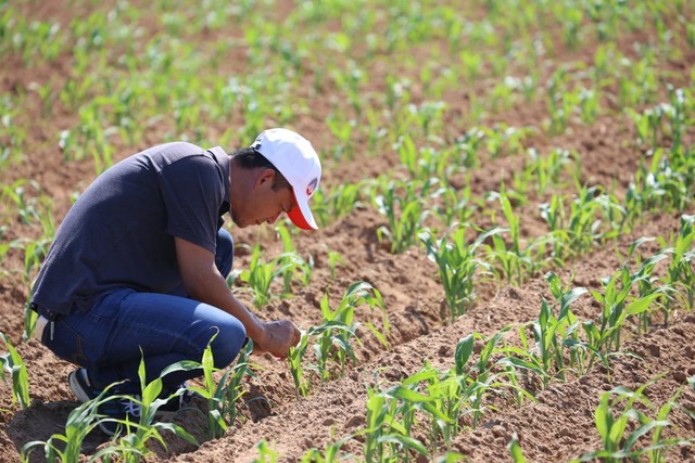 秋行軍蟲專啃硬質玉米，應變小組籲農民加強田間巡查及防治(金門縣政府提供)