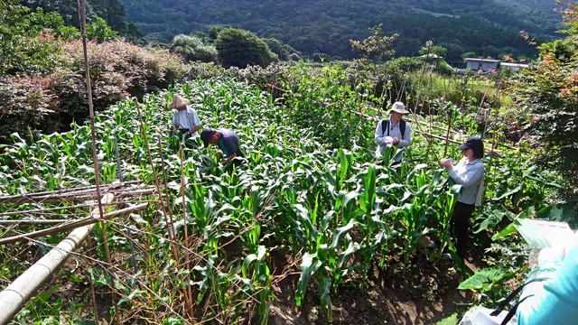 雲嘉地區秋行軍蟲明顯增加，防檢局呼籲農民必須加強巡田(產發局提供)