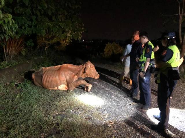 凌晨一點半，牛隻終於平安脫困。(翻攝臉書)