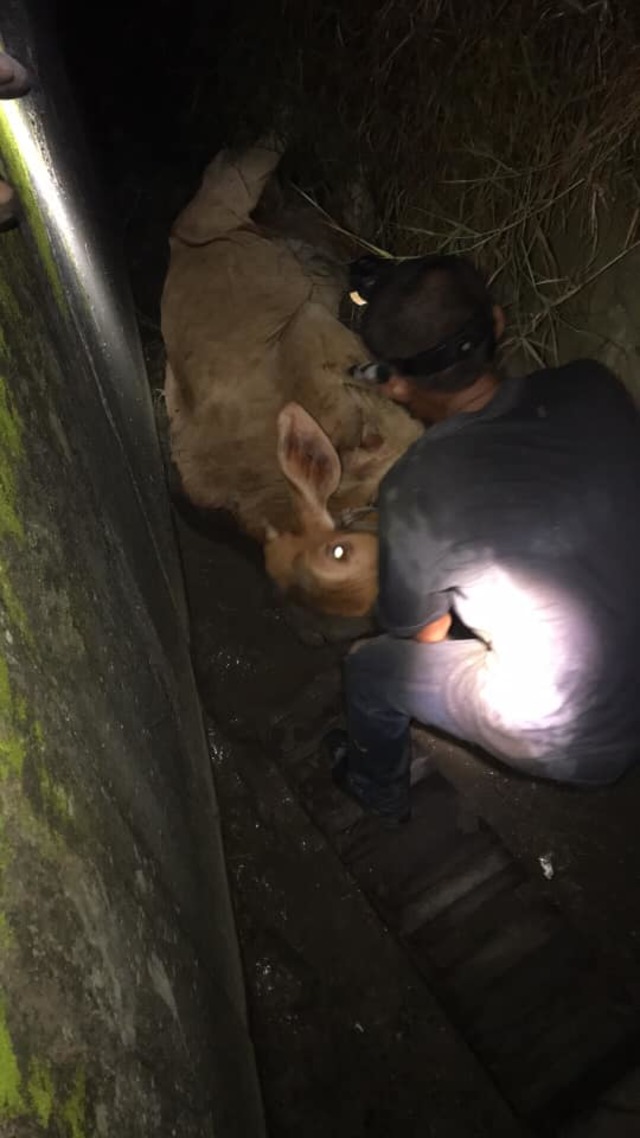 民眾在現場安撫牛隻。(翻攝臉書)