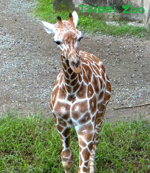 麥照」是個大膽的好奇寶寶。(動物園提供)