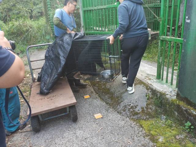 兩隻小熊在今日移到特生中心低海拔試驗站照養。