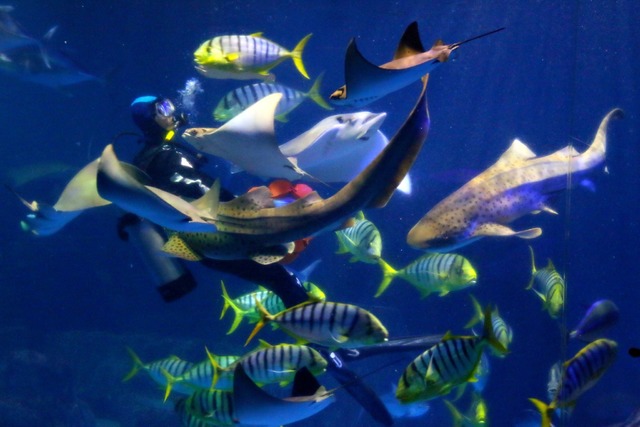 翻攝自臉書／遠雄海洋公園