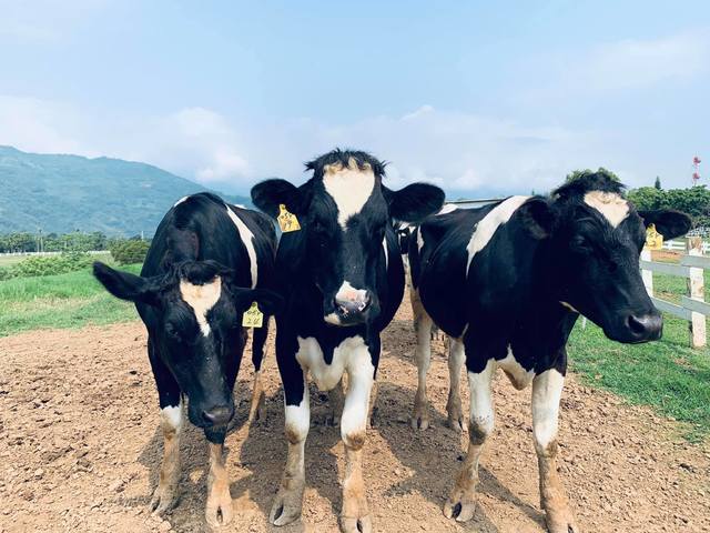 翻攝自臉書／初鹿牧場