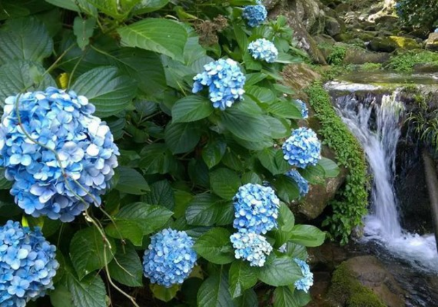 image source:FB/高山青養鱒鱘魚場