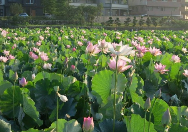 image source:FB/雙溪荷所在