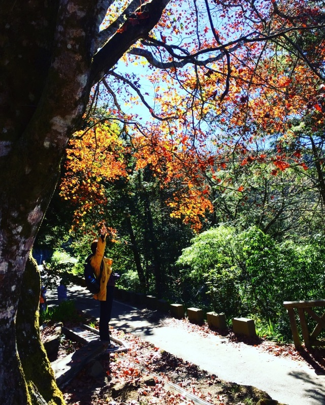 阿里山秋意正濃，美景冬遊正是時候。(嘉義林管處提供)
