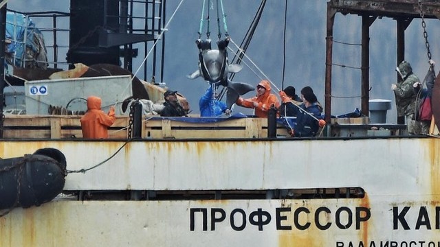 最後一批白鯨被釋放