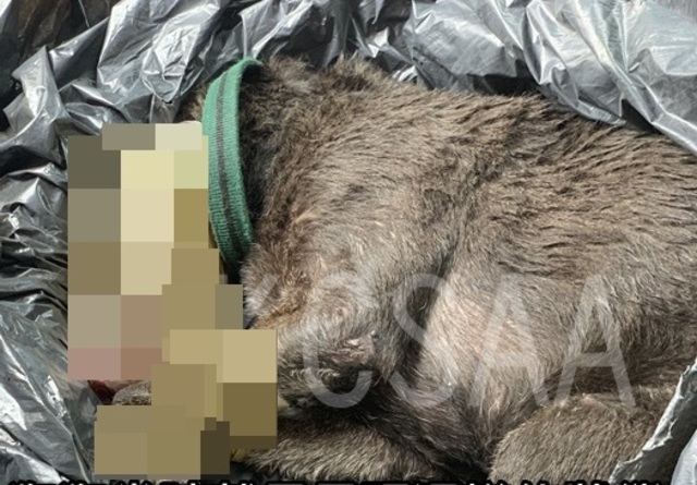 小黑狗遭膠帶綑綁虐死(翻攝高雄市關懷流浪動物協會網站)