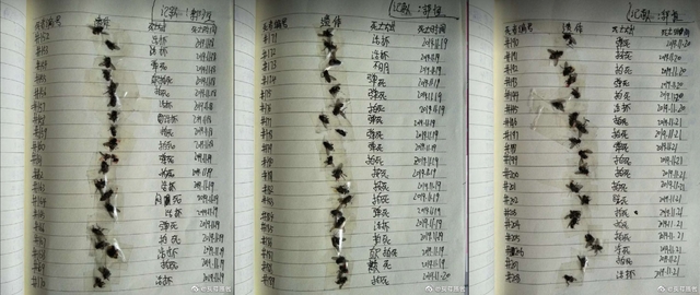 一名網友近日發現朋友的日記本上貼滿蒼蠅屍體。(翻攝微博)