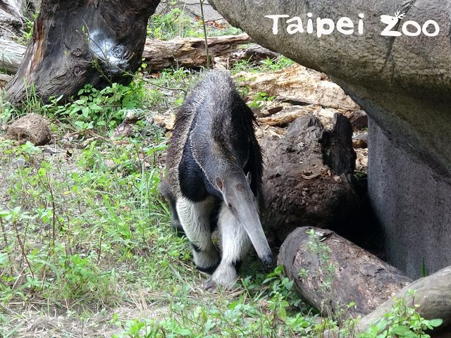 大食蟻獸會自己找尋背風處躲避寒風吹襲