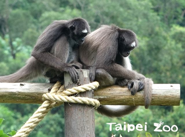 棕蜘蛛猴緊靠在一起取暖