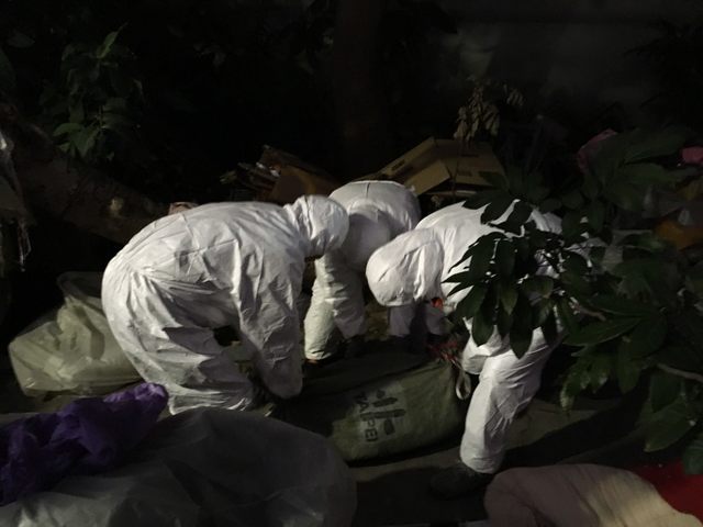 士林橋頭出現麝香豬屍。(動保處提供)