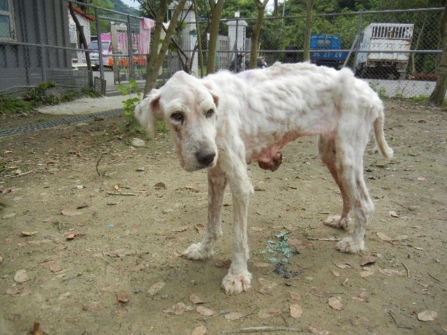 大白入所時體型明顯消瘦（新北市動保處提供）