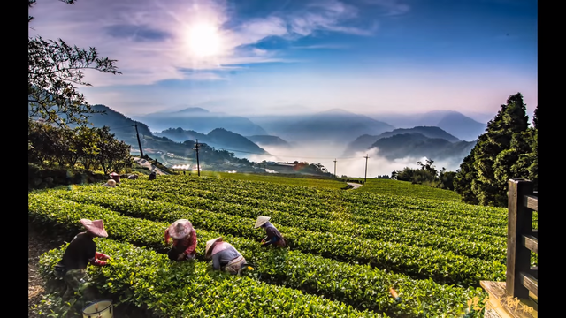 阿里山(莊家和提供)