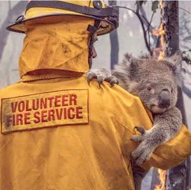 消防員救出倖存的無尾熊。(翻攝自臉書Mysolscape)