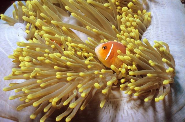 珊瑚是可愛小魚的家。(翻攝自臉書帛琉觀光局)